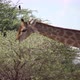 Giraffe in the Wild - VideoHive Item for Sale