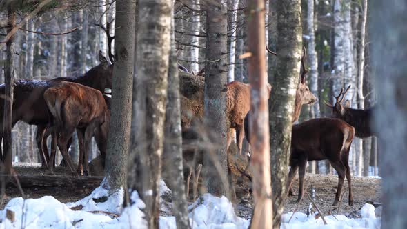 Red Deer in Winter Forest