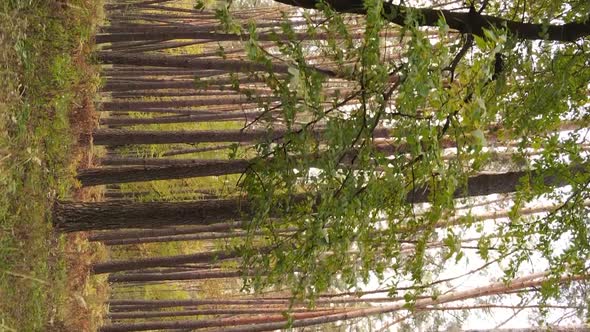 Vertical Video Autumn Forest with Trees in Ukraine Slow Motion