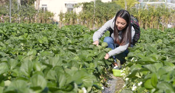 Woman picking strawberry in the field