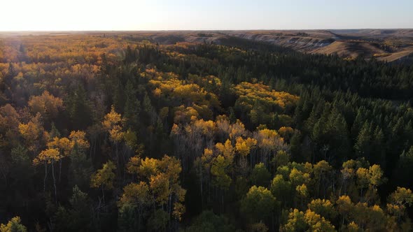 Autumn forest in central Alberta during fall. Drone aerial 4K footage of sustainable and rural touri