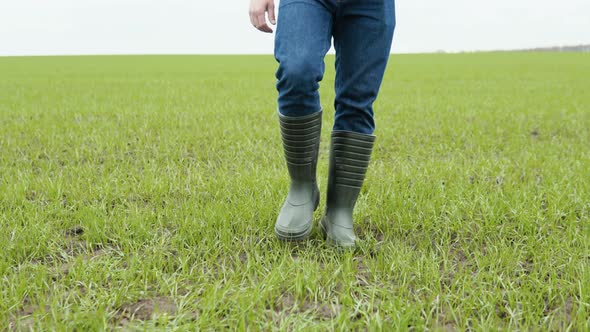 The Farmer Agronom Walks Along the Green Field of Ecoculture in Rubber Boots