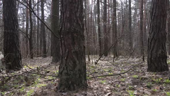 Trees in a Pine Forest During the Day Aerial View