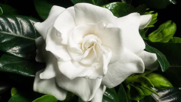 White Flower Opening Time Lapse with Rotating Effect. Gardenia Jasminoides or Cape Jasmine Flower