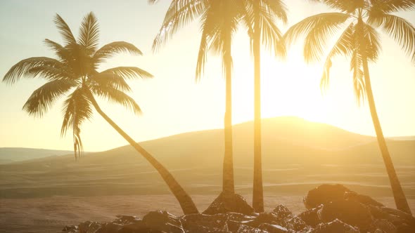 Palms in Desert at Sunset