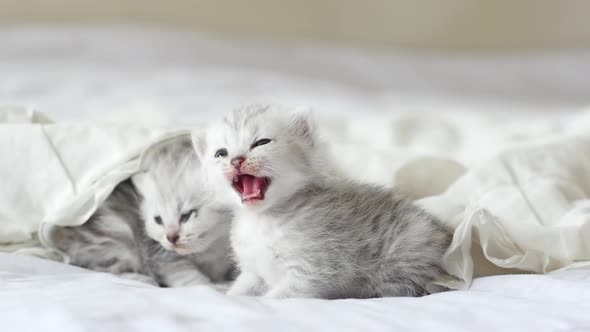 Cute Tabby Kittens Playing Under White Blanket Slow Motion