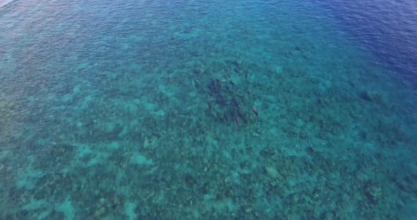 Aerial drone view of a pod of dolphins swimming over a coral reef in the Maldives