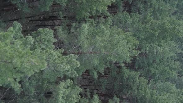 Vertical Video of Pine Forest Aerial View Slow Motion