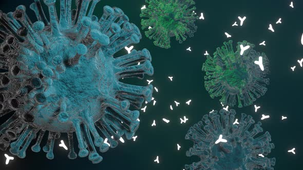 Antibodies attack the cells of the virus.