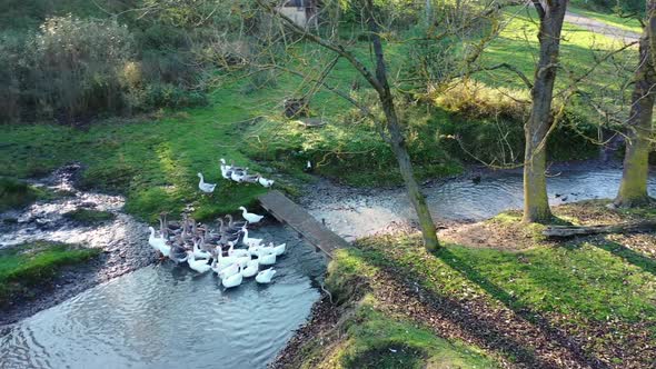 Flock of domestic geese walk along shore and swim in water of little stream