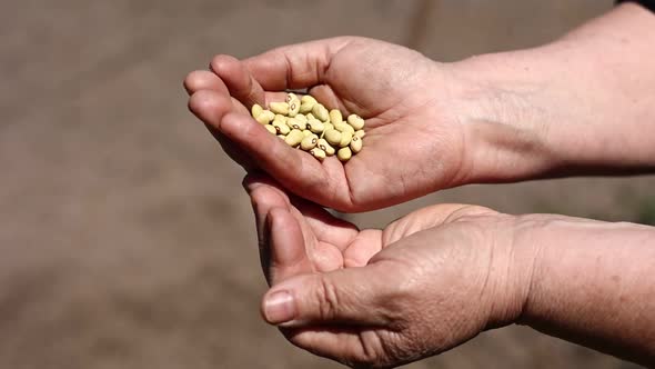 Female hand holding and dropping down grains of kidney beans. Organic food background of ripe beans.