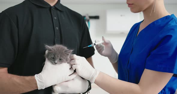 Closeup Veterinarian Gave the Kitten an Injection Vaccine