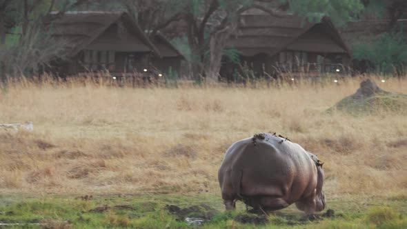 A mother and calf hippo running across the wet grassland - wide pan