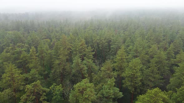 Fog in the Forest Aerial View