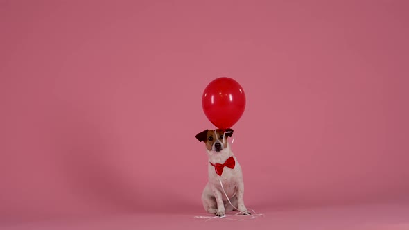 Jack Russell in a Red Bow Tie Sits and Holds in His Mouth a a Balloon in the Studio on a Pink