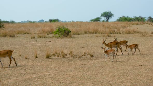 Thompson Gazelles Graze On Pasture Of African Savanna