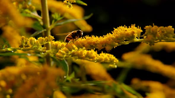 Bees collect nectar on yellow flowers. Bees pollinate plants.