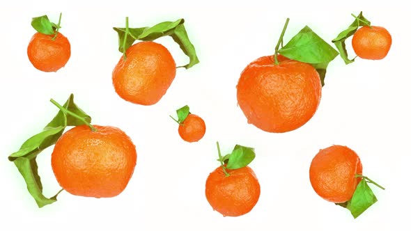 Set of Tasty Wet Tangerines with Lush Leaves Turns on White