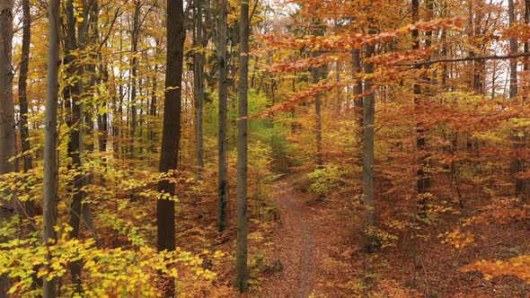 Aerial View Ascending Between Colorful Trees in Autumn Wood