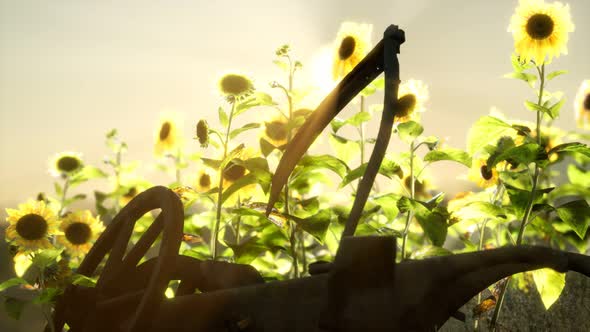 Old Vintage Style Scythe Sunflower Field