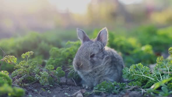 Gray rabbit eating grass , Bunny gray