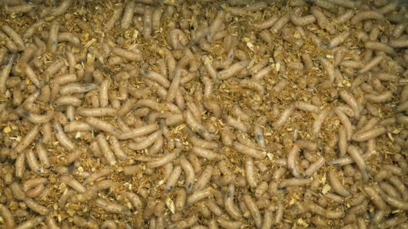 Overhead View Of Fishing Tackle Maggots