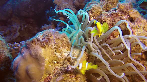 Clownfish with Anemone Partner Shrimp