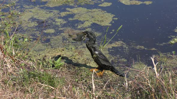  Anhinga Downing A Fish