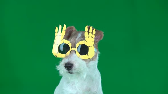 Fox Terrier in Yellow Glasses Close-up Green Screen