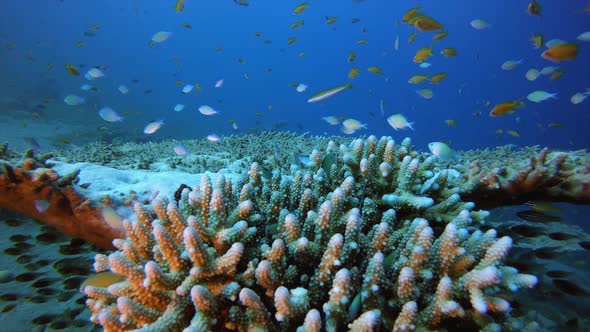 Underwater Fish and Table Coral