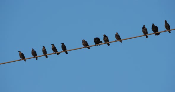 A flock of European starlings (Sturnus vulgaris) roost on overhead wires. Occitanie, France