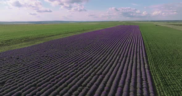 Aerial shot of a lavender hill