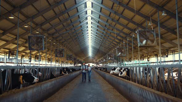 Livestock Workers Inspecting Animal Husbandry