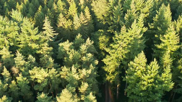 Pine forest at sunrise from the air