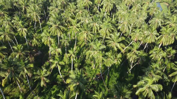 Coconut palm tree in plantation
