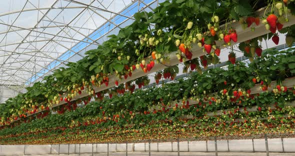 Strawberries growing under green houses in southern France.