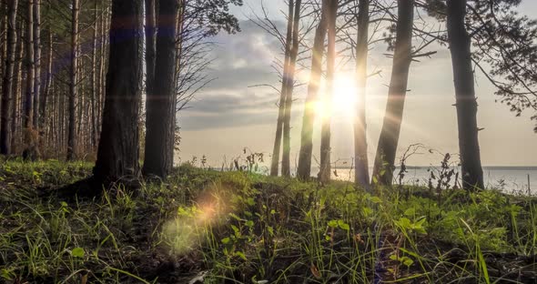 Wild Forest Lake Timelapse at the Summer Time. Wild Nature and Rural Meadow, Green Forest of Pine