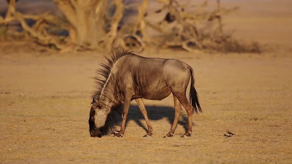 Blue Wildebeest With Wattled Starlings- Kalahari Desert