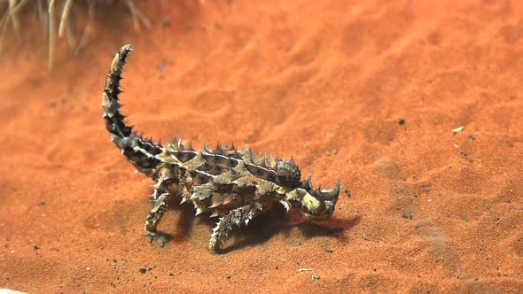australian thorny dragon lizard eats on an ant
