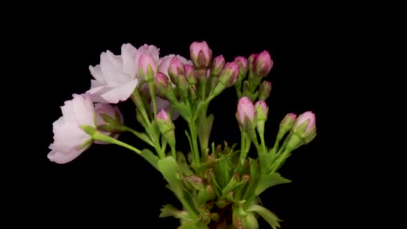 Timelapse of a Pink Flowers Cherry Blossom