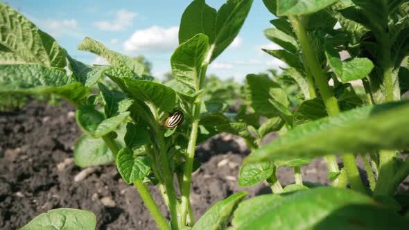 Colorado Beetle Eating Young Green Potato Plant Leaves Selective Focus