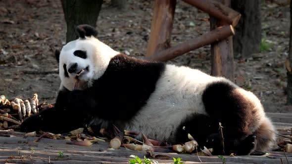 Giant Panda Bear Eating Bamboo