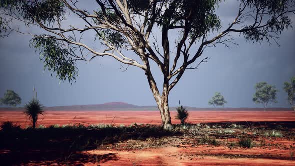 Desert Trees in Plains of Africa Under Clear Sky and Dry Floor