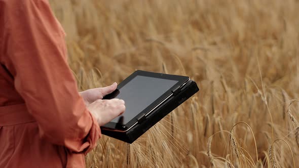 Caucasian Agronomist checking the field of cereals and sends data to the cloud from the tablet. alt
