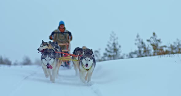Portrait Husky Sled Dogs Run Fast on a Snowy Road a Musher Stands in a Sleigh and Drives a Team