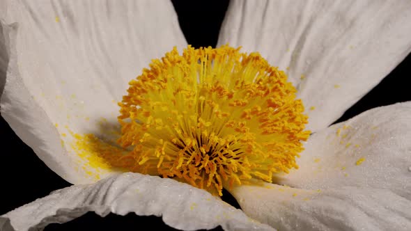 Macro shot of a Matilija Poppy over a black background