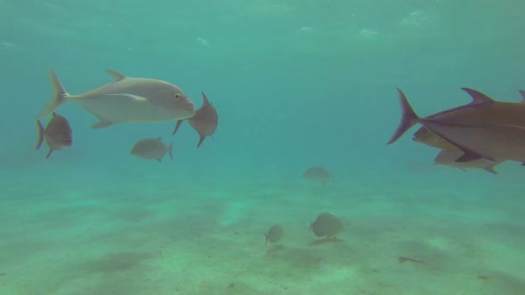 A school of fish feeding in a frenzy over a coral reef of a tropical island.