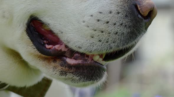 Labrador Dog