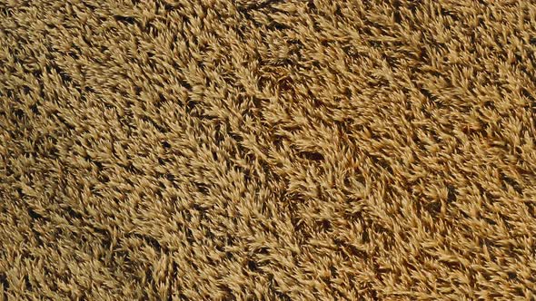 Aerial View of Golden Wheat Field