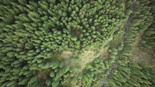 Top Down Green Conifer Forest at Mountain Ranges Aerial